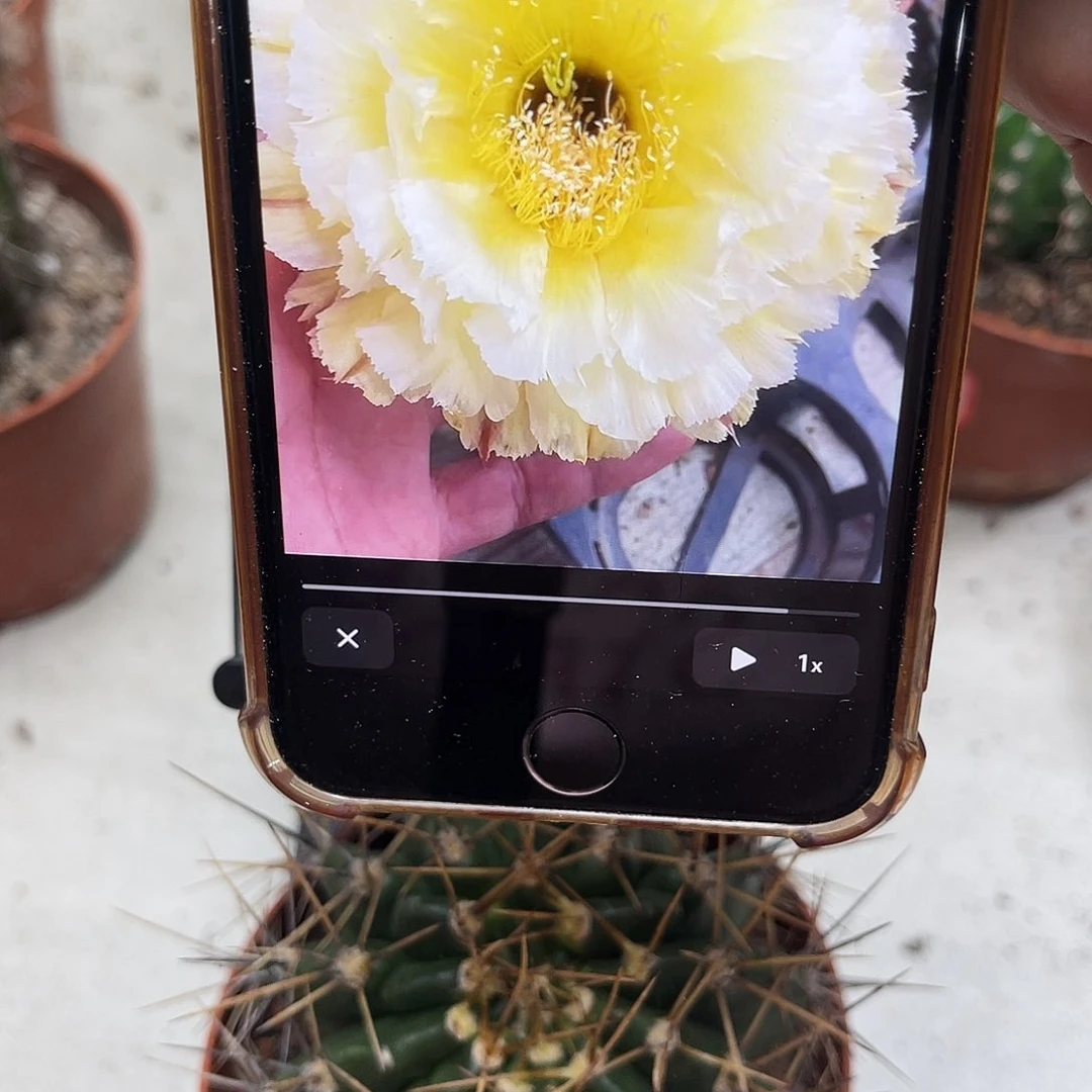 彩草黄白羽毛7.5公分左右