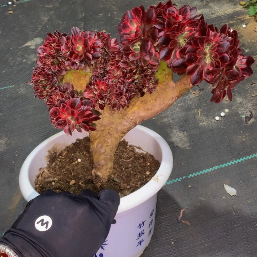 【闪购商品】法师法师061