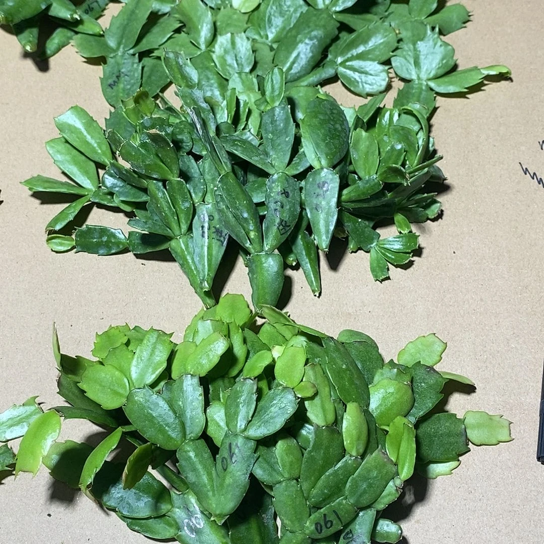 用***1完全开放028 荷花妹妹 061 各12个点