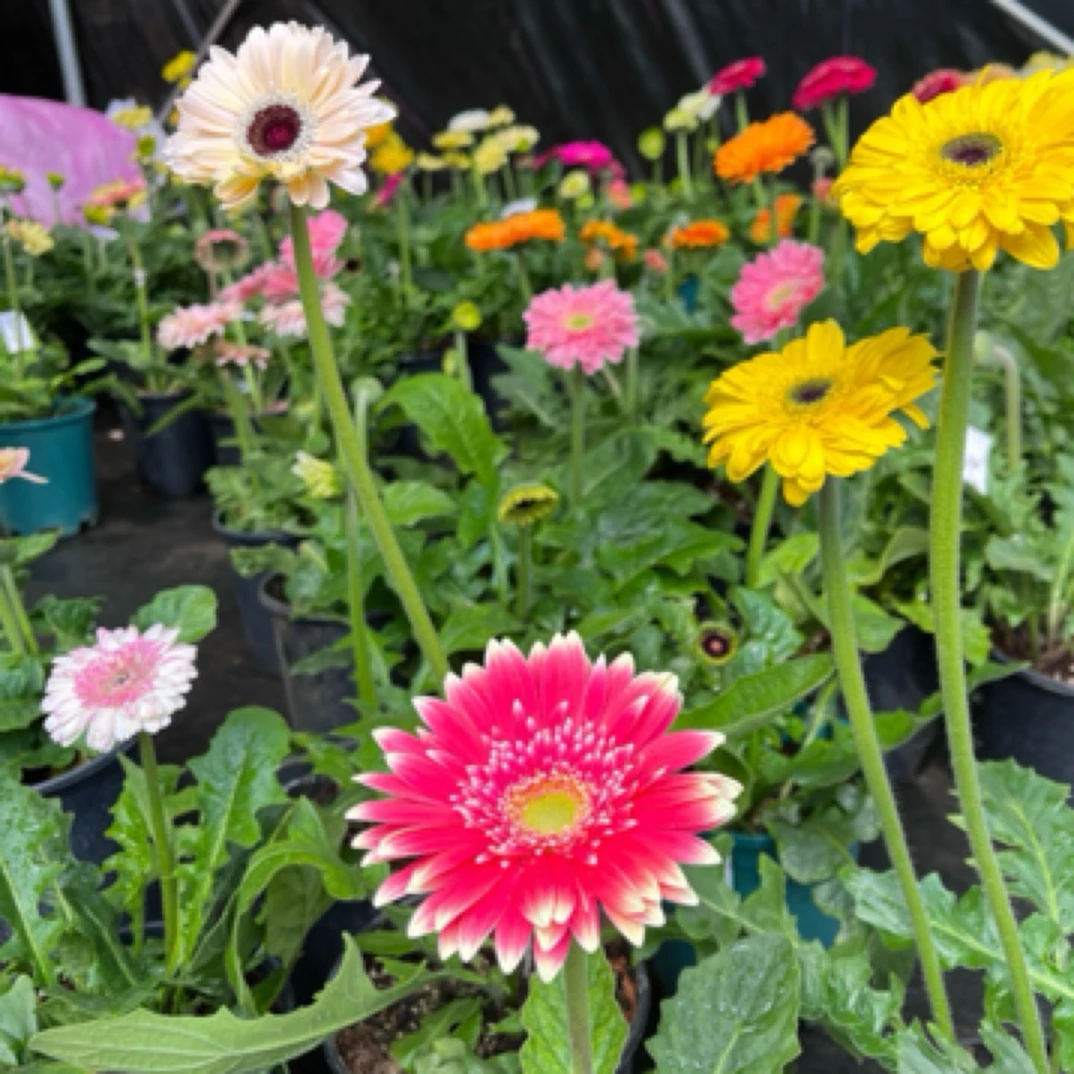 云南高杆切花品种菊盆栽带花苞四季开花多年生（保苗不保花）