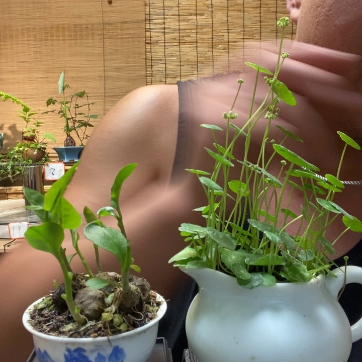 一物一拍所见即所得176