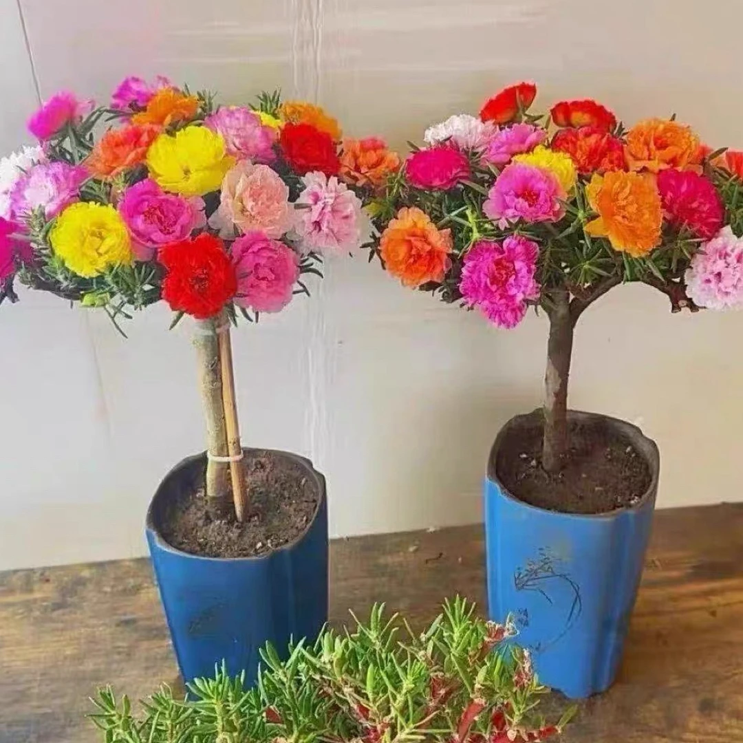 （拍一发四）多色太阳花老桩多年生耐热耐寒花卉阳台庭院四季开花