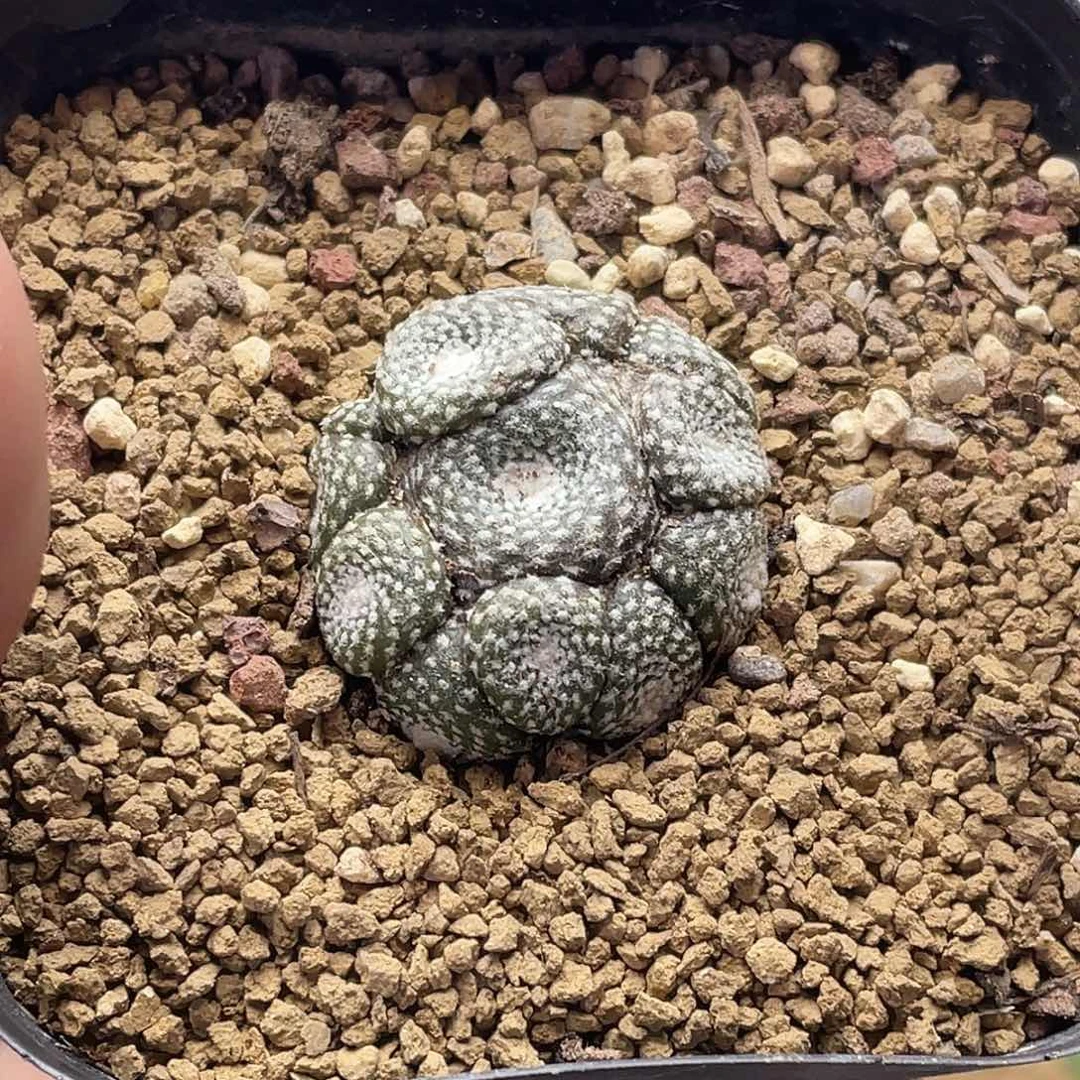 松露玉群生仙人球多肉