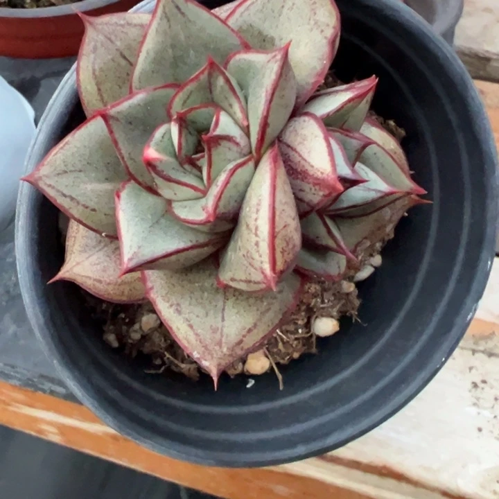 麒麟座锦多肉植物1035