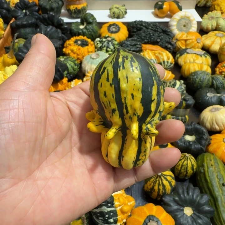 ?****?墨西哥七彩葫芦青皮