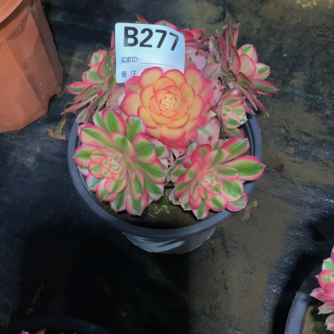 用***5277倾城1111多肉111