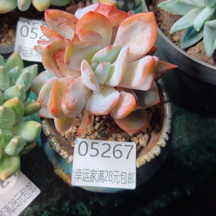 闲***风幸运的是我还没遇到