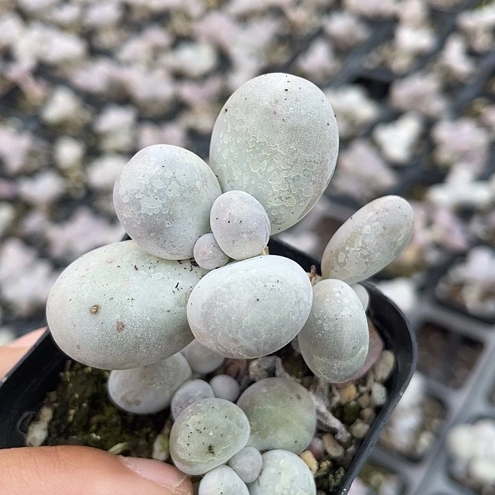 一我一拍满18包邮