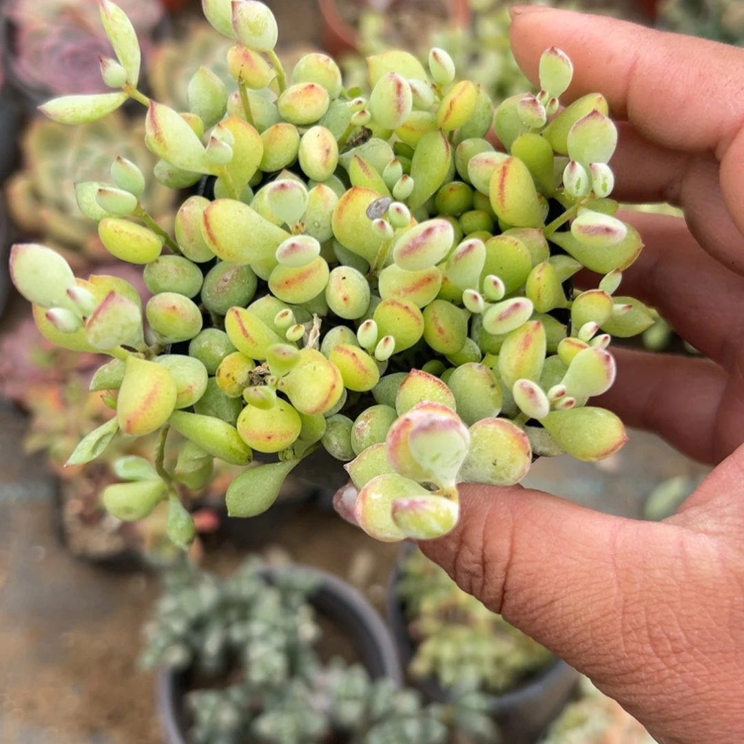 多肉植物达摩福娘