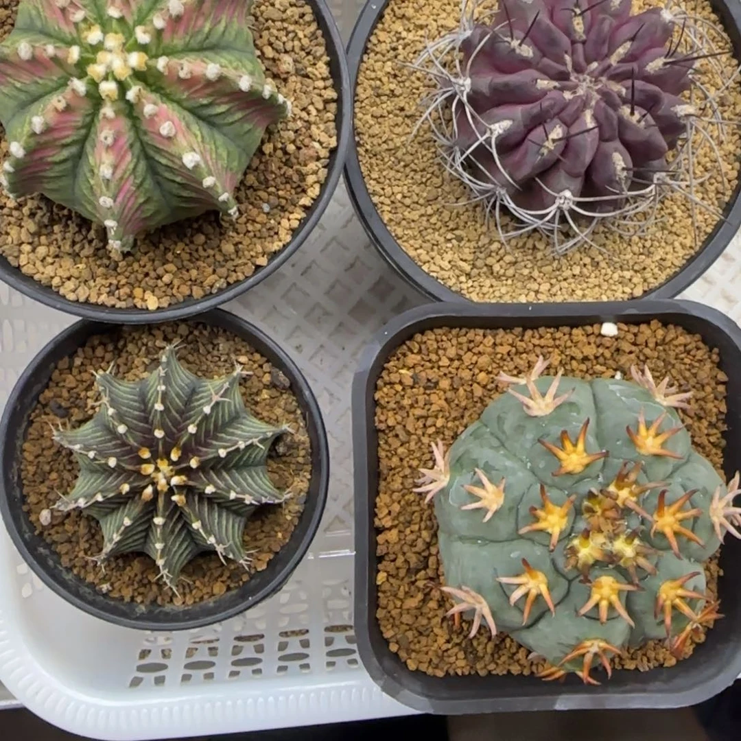 小***龙111111111111111111