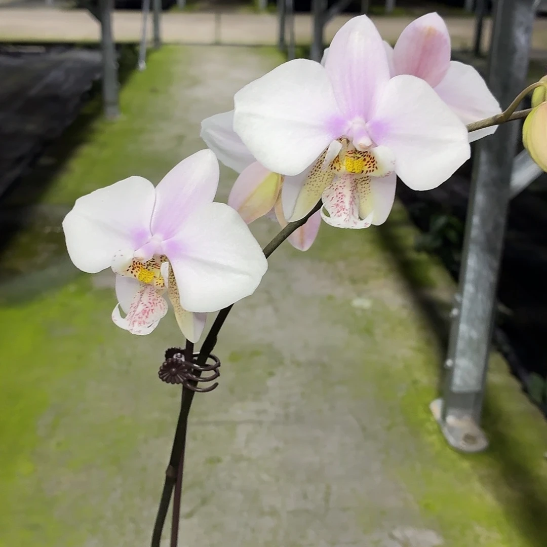 当前无花朵，栽培后可花朵A1713yss1198