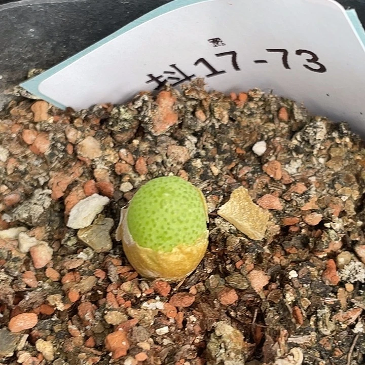 17-73玉米多肉植物