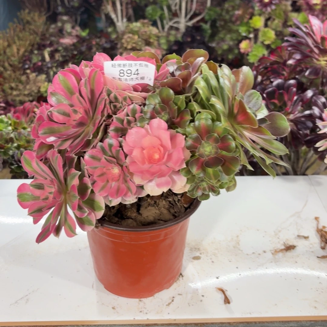 894粉女巫阴阳多肉植物