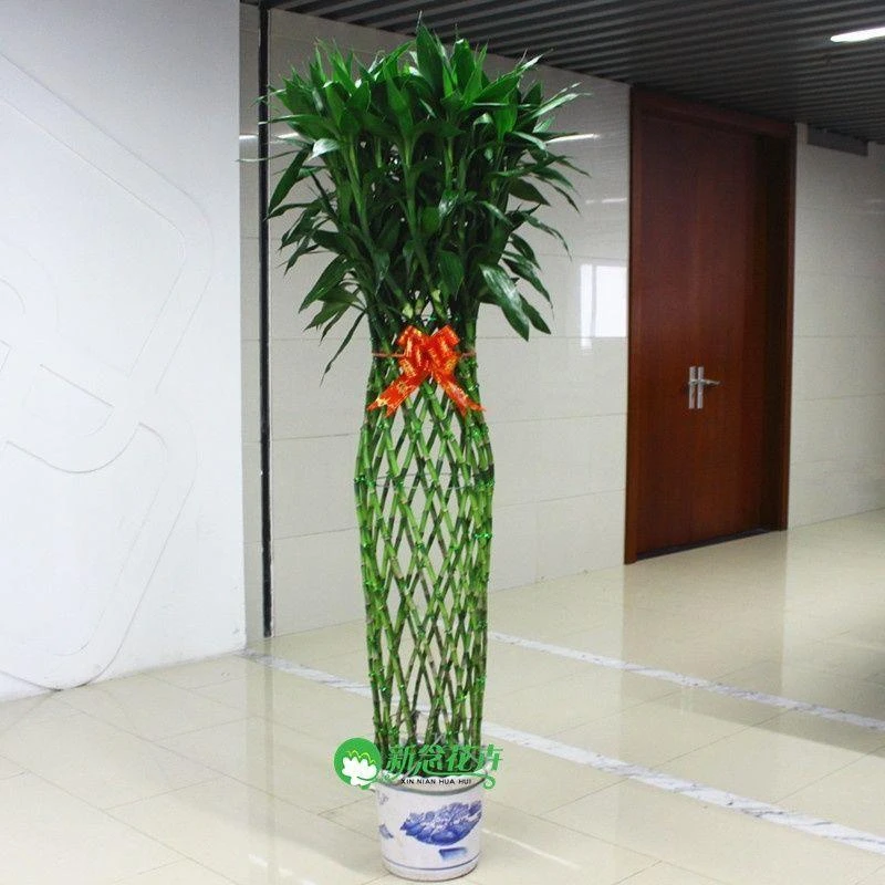 新念 富贵竹笼开运竹净化空气 植物办公室盆栽花卉 上海送货上