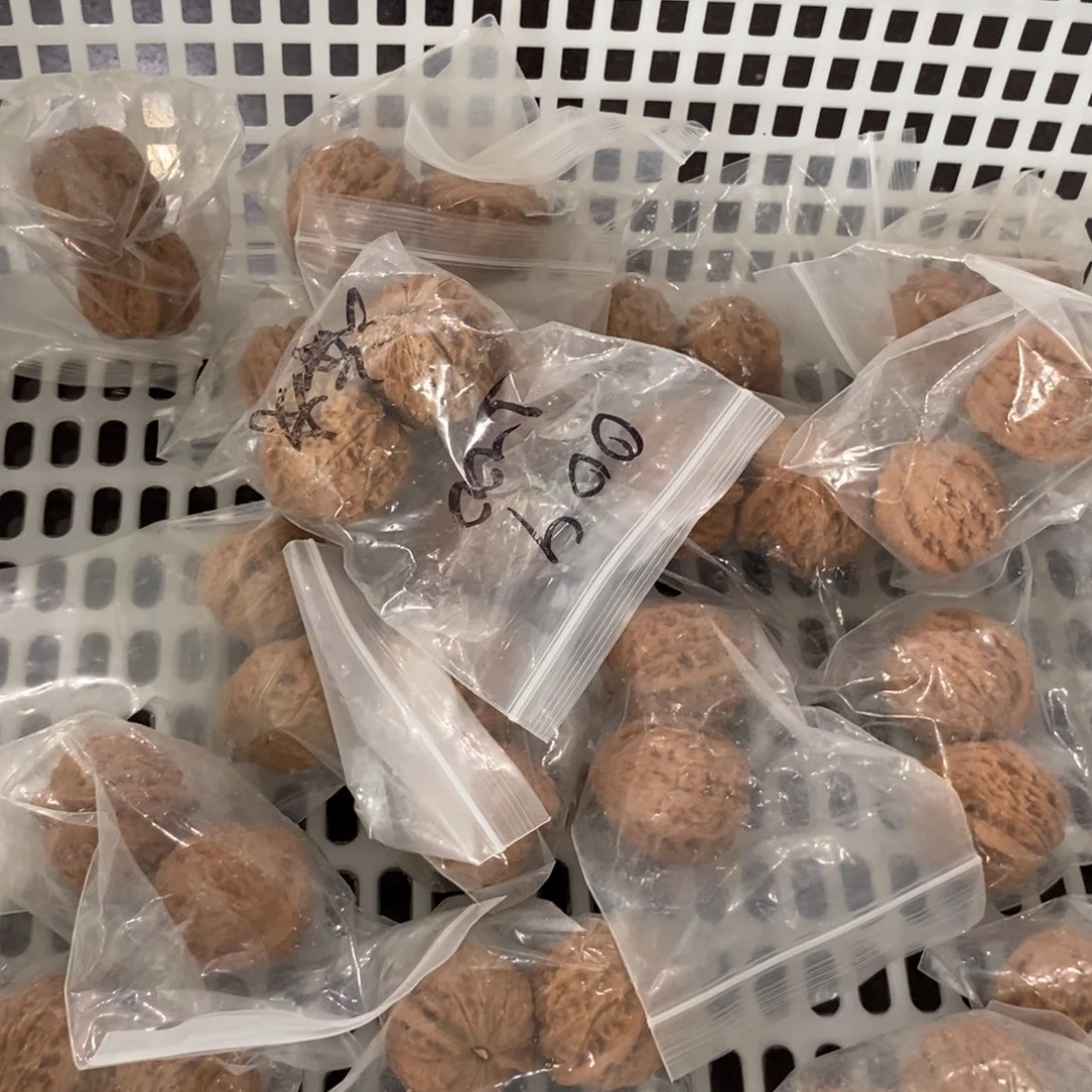 文玩核桃吊坠龙珠