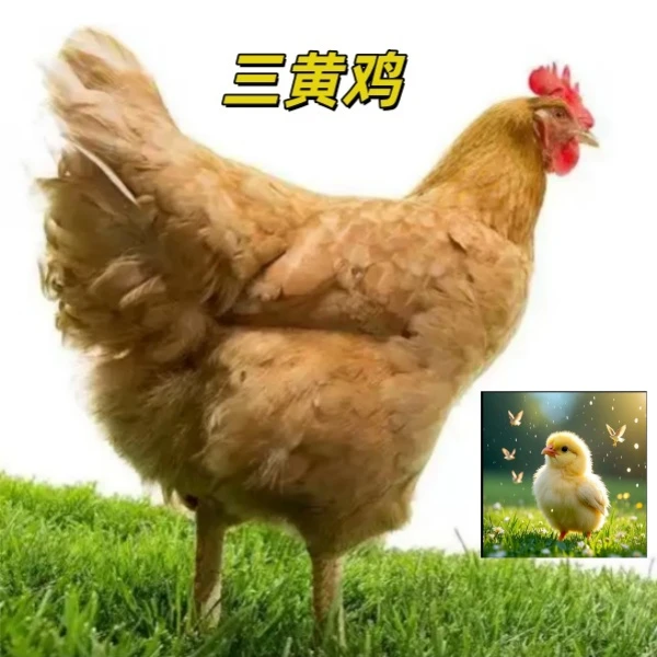 宠物三黄鸡发货是出壳5天左右的顺丰包邮公母可选
