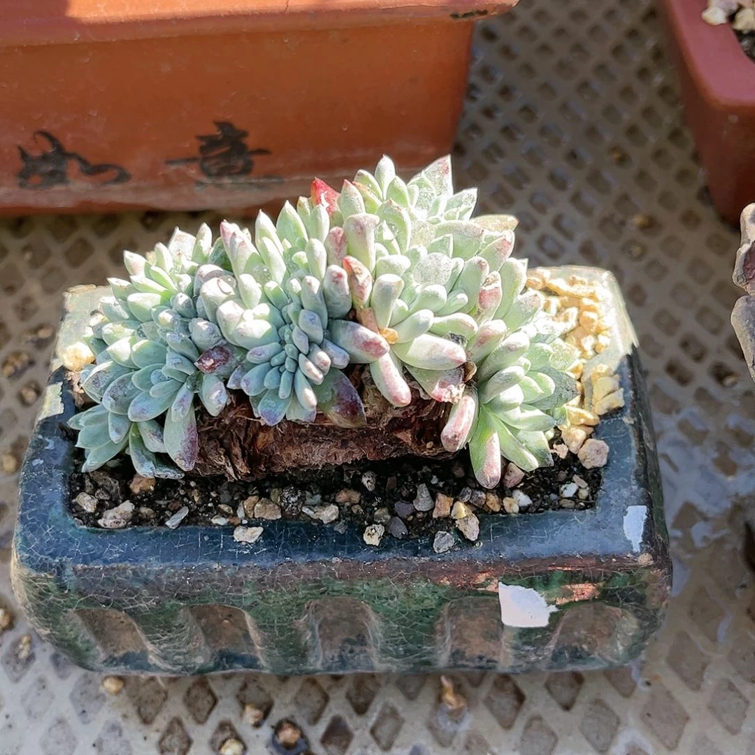 8763刘丹白菊仙女杯多肉