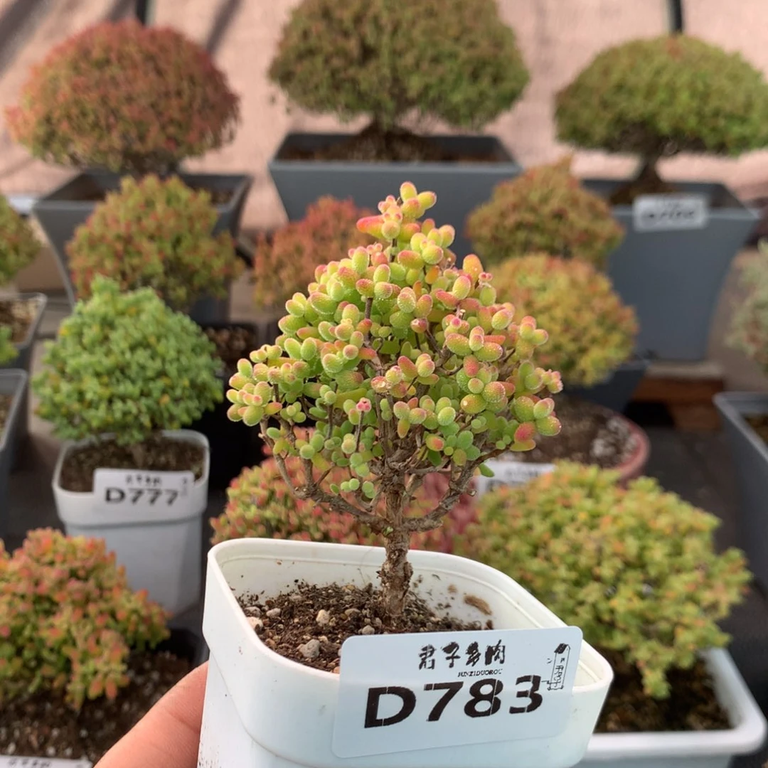 783金橘糖球