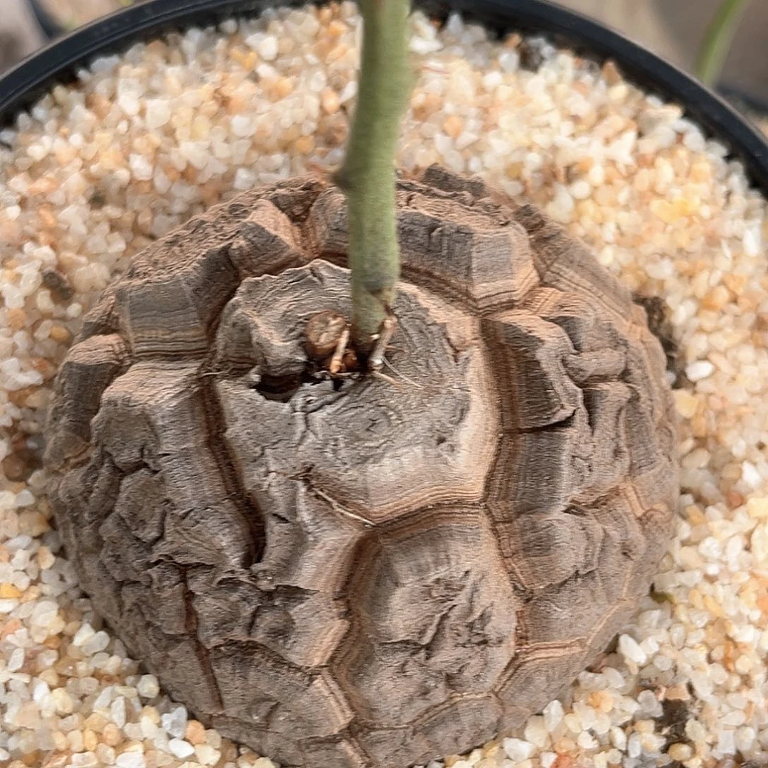 潮流植物精品天眼南非龟，9065