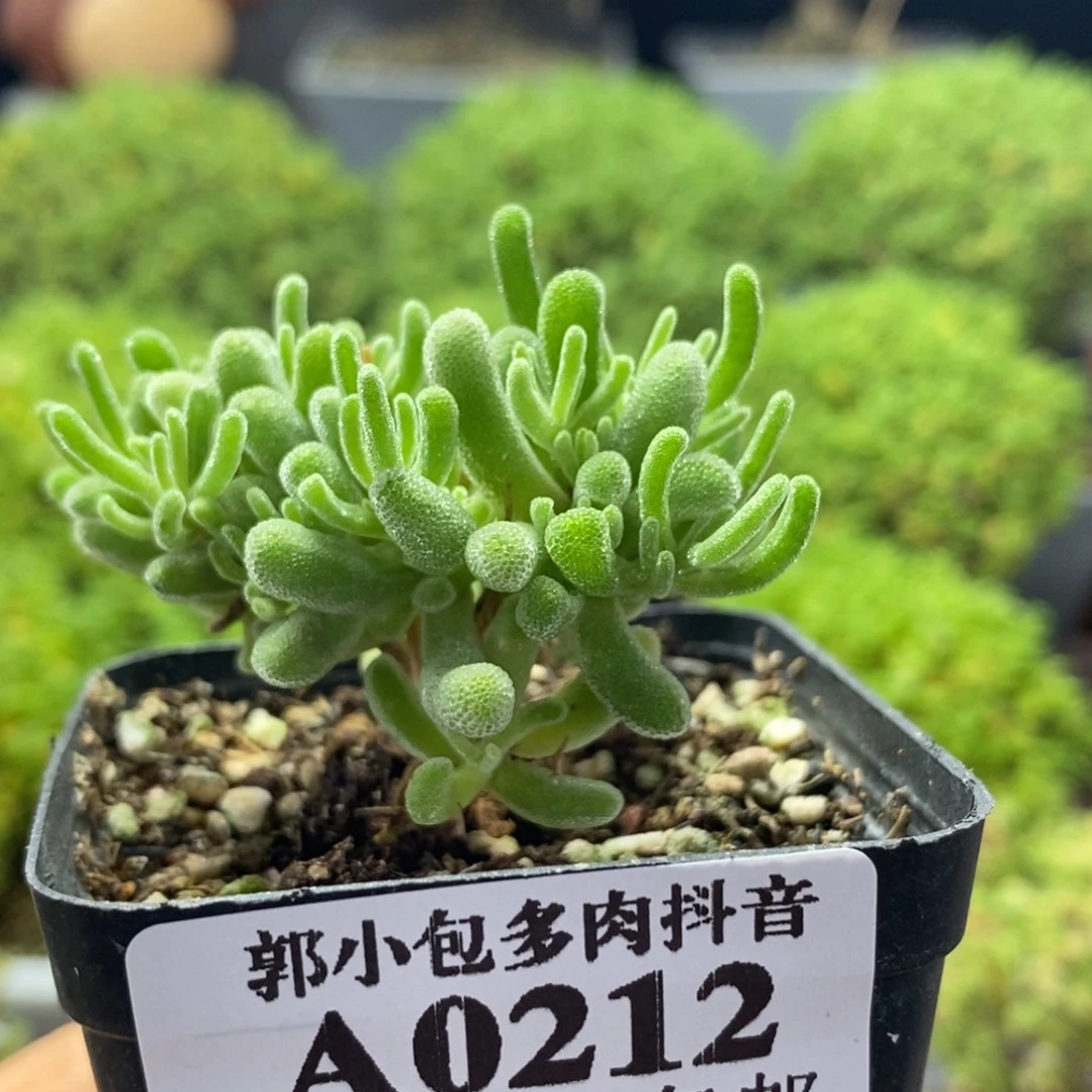 白霜0212枝干番杏