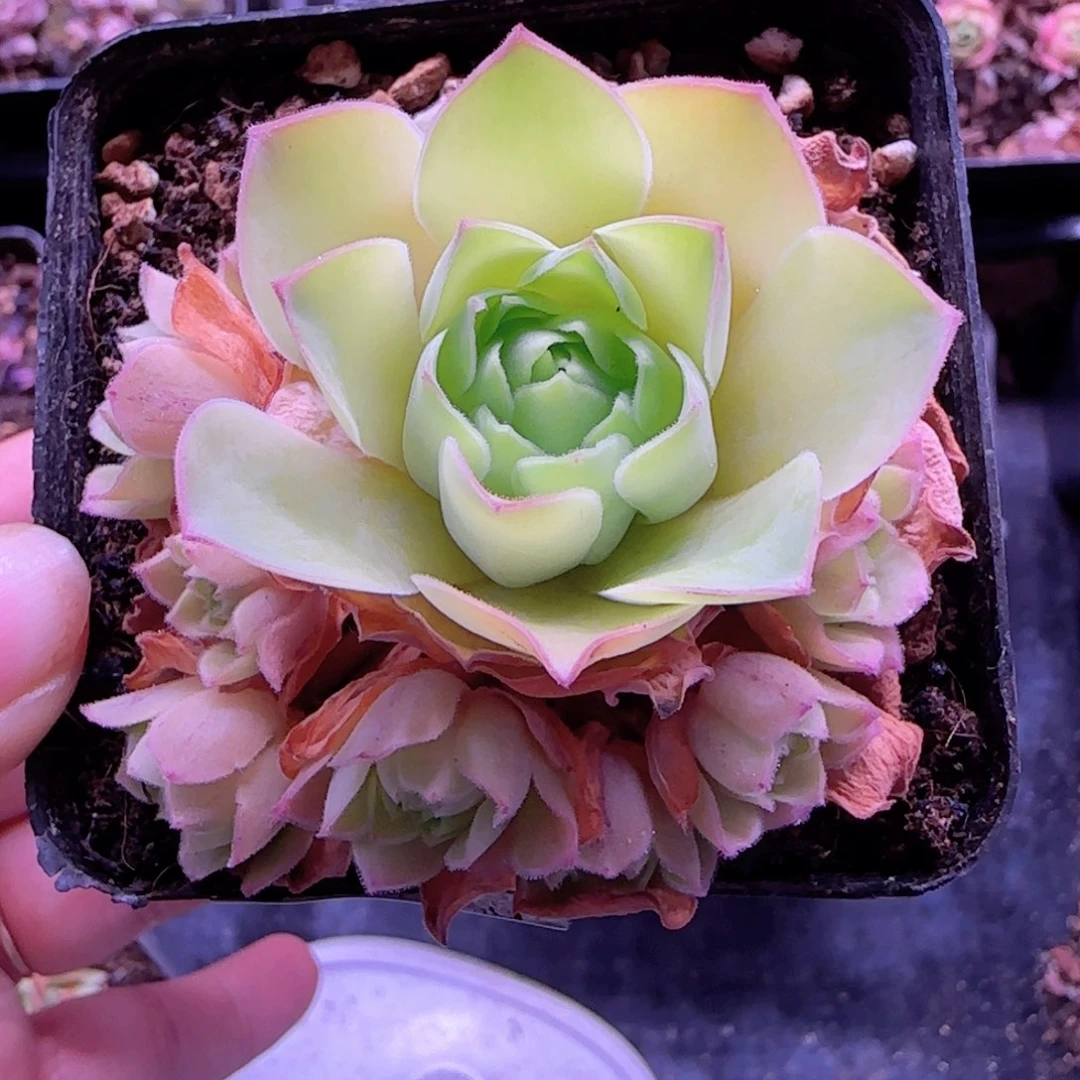 半城玫瑰大漏下播福利162