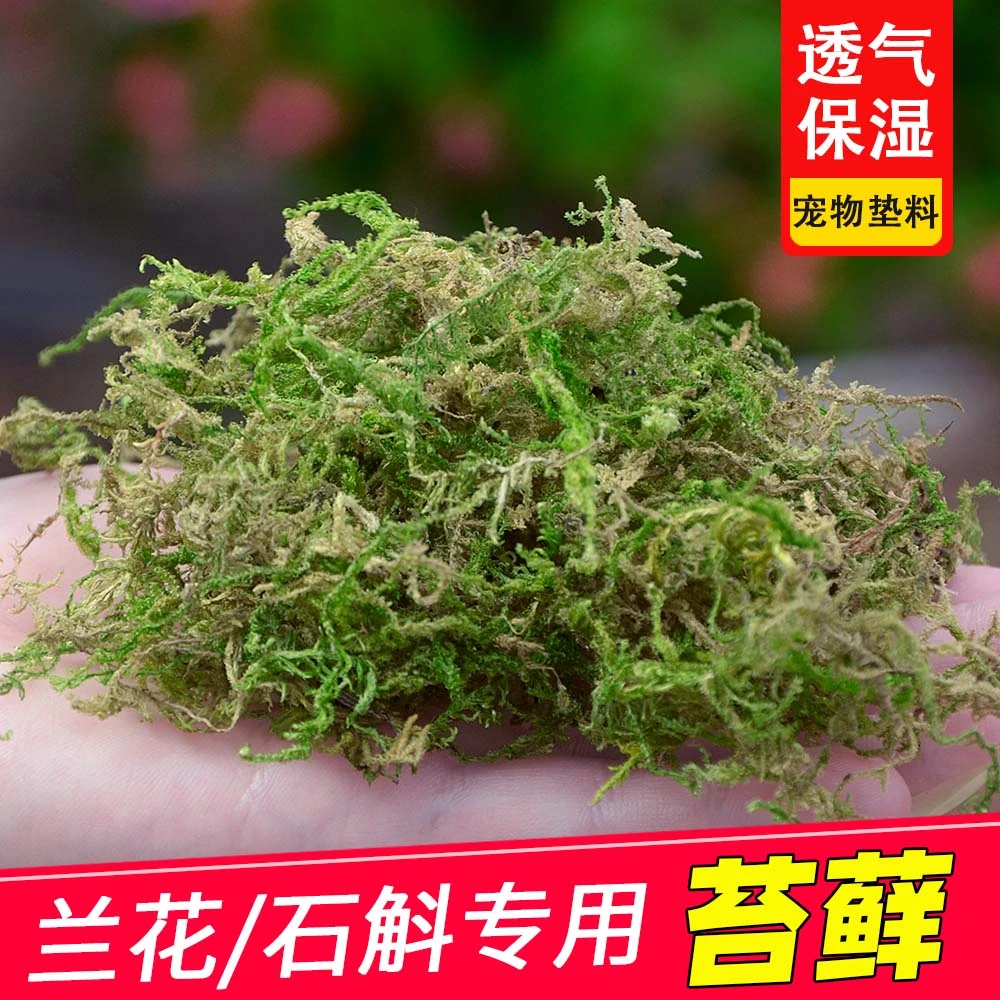蝴蝶兰花专用干苔藓水苔石斛育苗种植营养土乌龟冬眠垫材值料