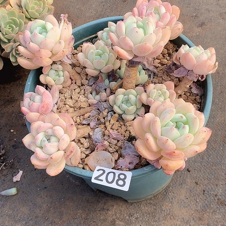 208望酥 一物一拍多肉