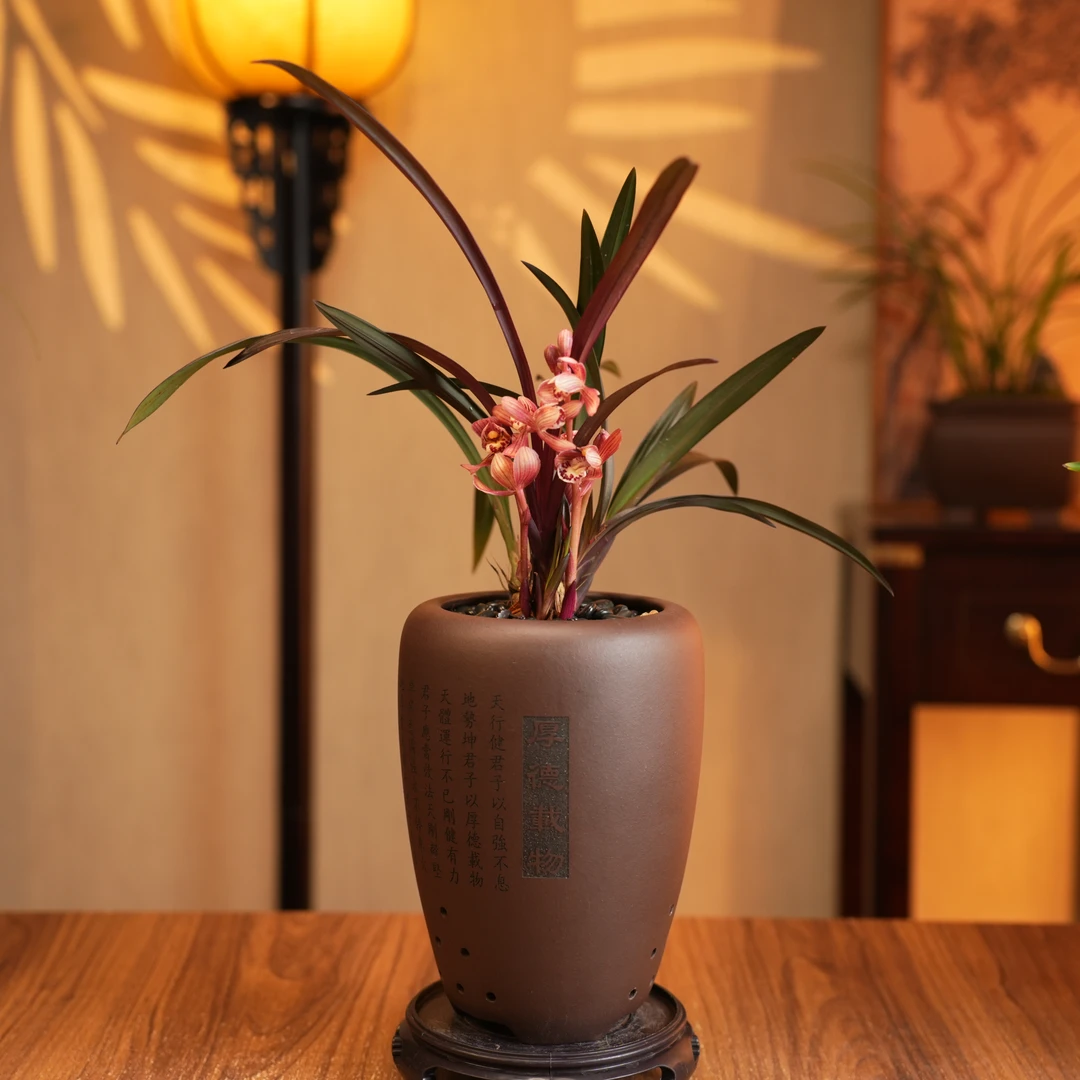 【老种红草红荷】带花高端稀有浓香上等兰花建兰名品好养室内外客厅