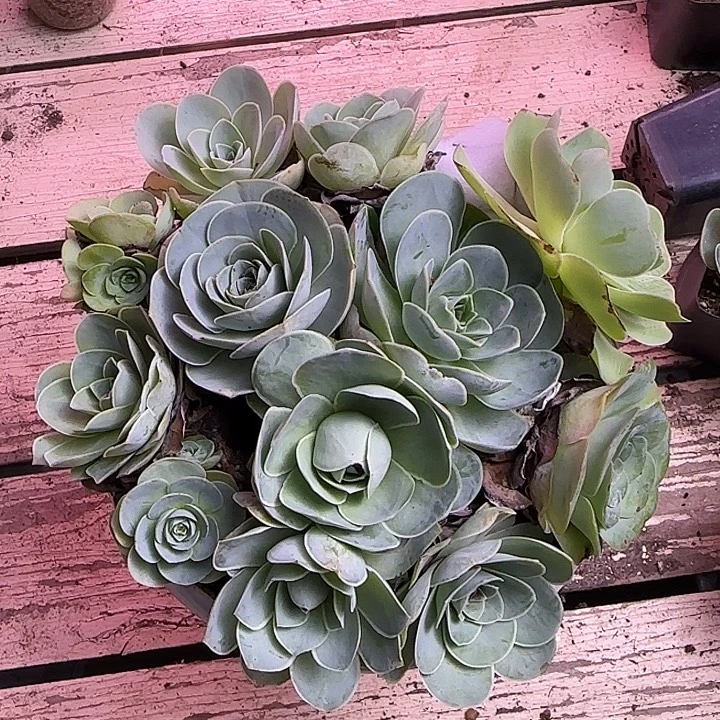 山地玫瑰12颗5cm左右，不带盆