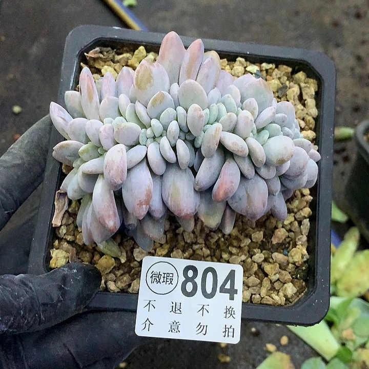 粉兔缀化 非偏远38包邮 节后发货