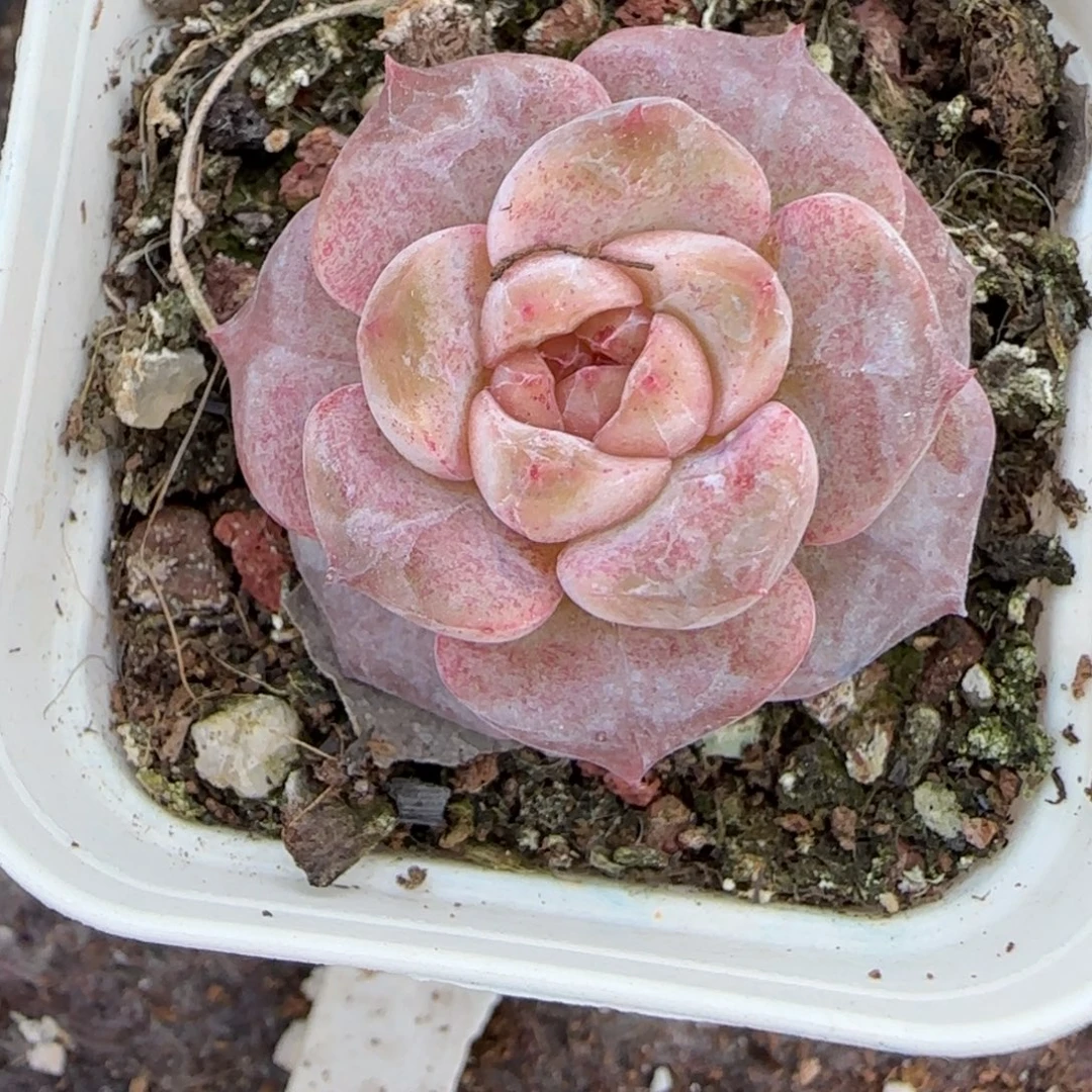 小卡拉米糖心一物一拍