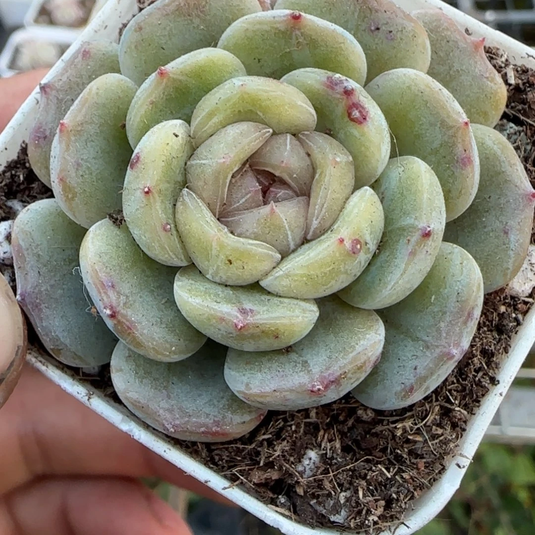 多肉小卡拉米糖心一物一拍