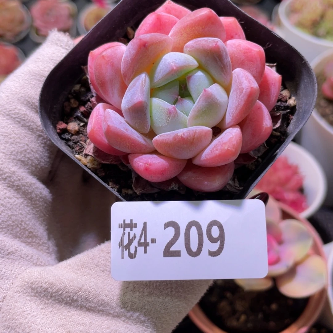 花利美4-209冰糖单头