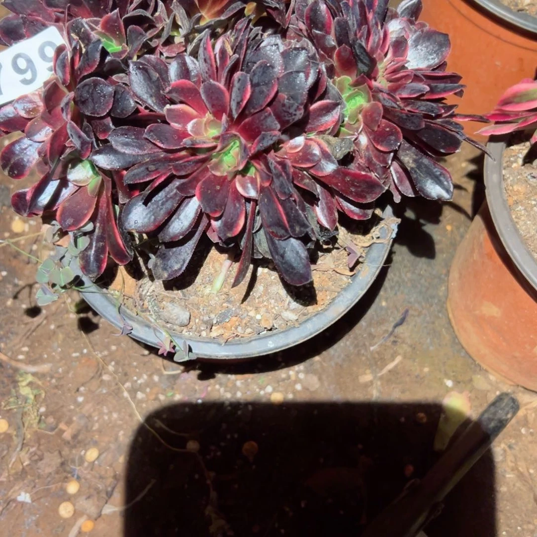 799 号多肉植物法师新年福利