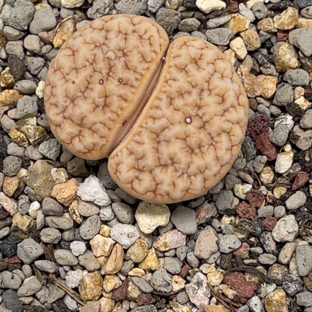 4325拿铁189蜜纹尺寸2.5