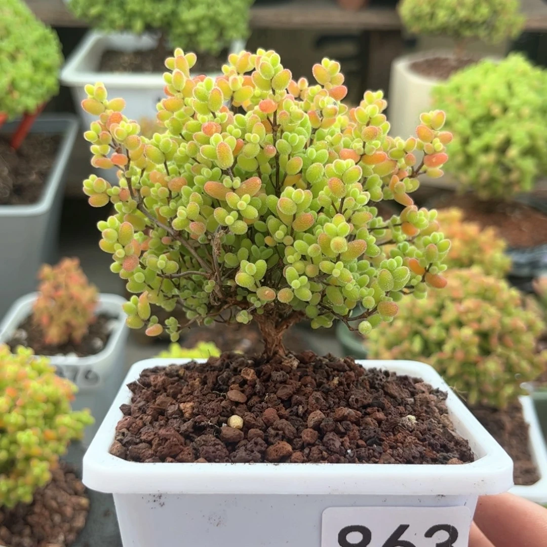 无花朵863蜜桔可爱多肉