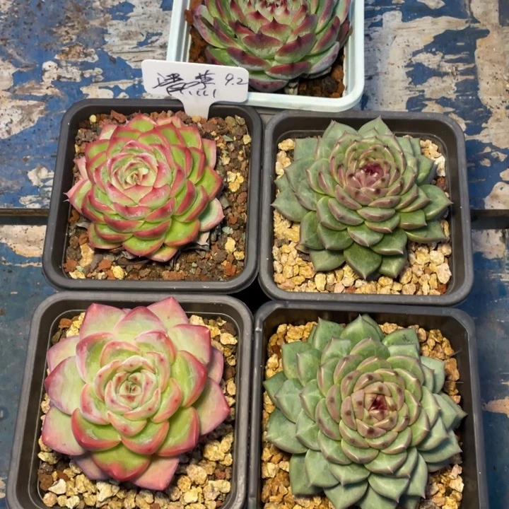 多肉清蒸大螃蟹侧影