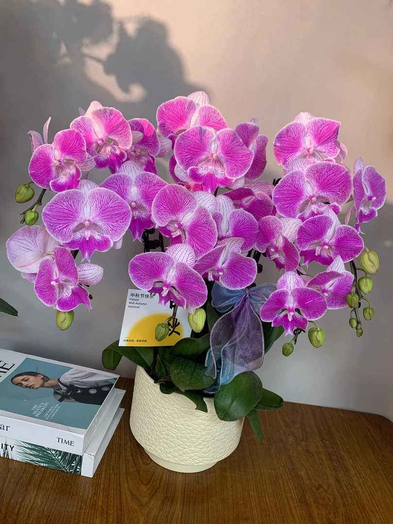 （露西）高货经典品种好养耐养蝴蝶兰鲜花室内送礼高端花卉
