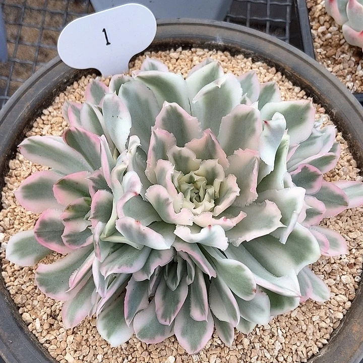 紫蝴蝶锦捧花多肉