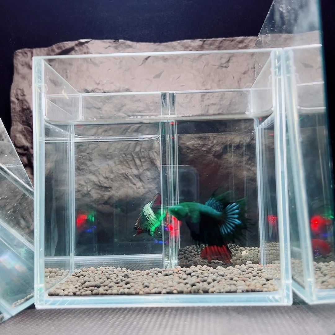 海胆精品精品精品精品