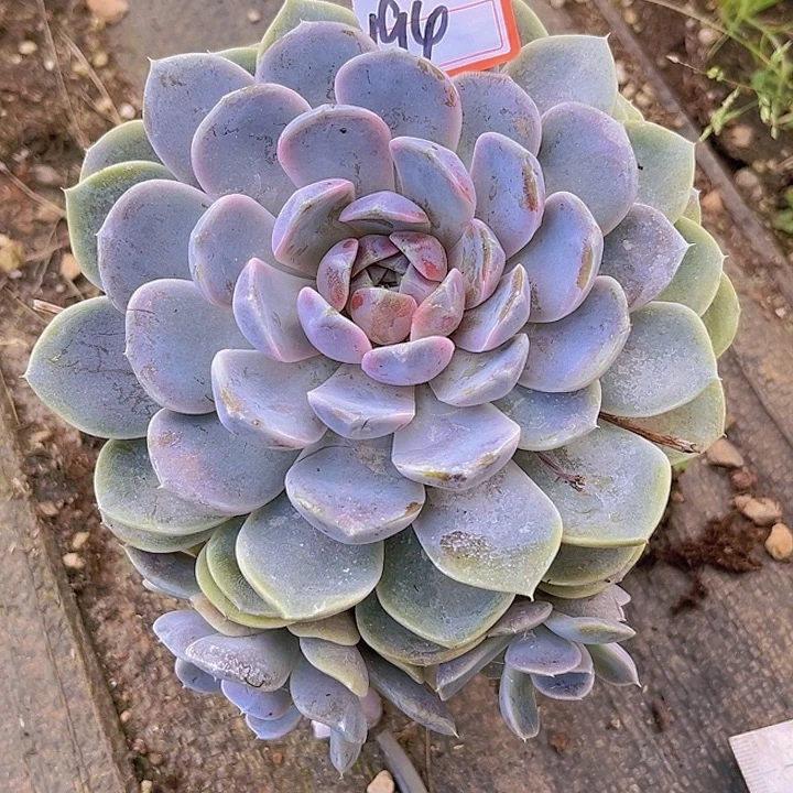 194号14公分988899899