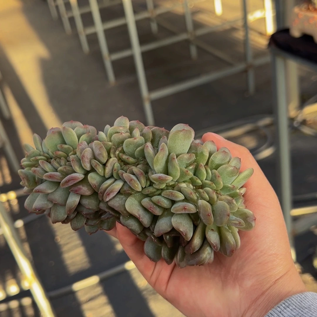 新年快乐 红恋缀化