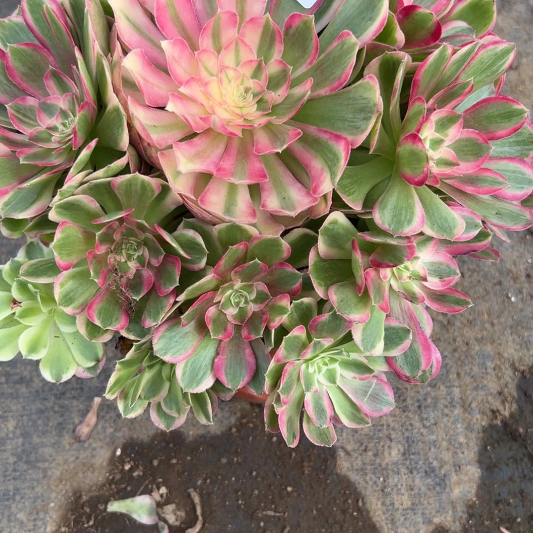 166孔雀翎多肉多肉多肉