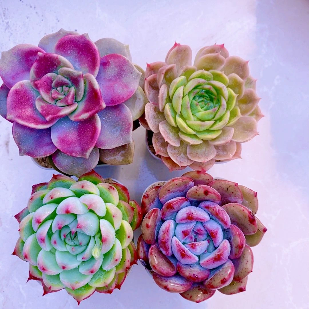 组四紫乐昂斯诺草莓冰橙梦露送盆土6厘米左右