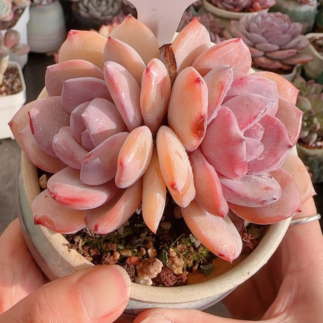 彩****ɞ多肉植物6098不带盆