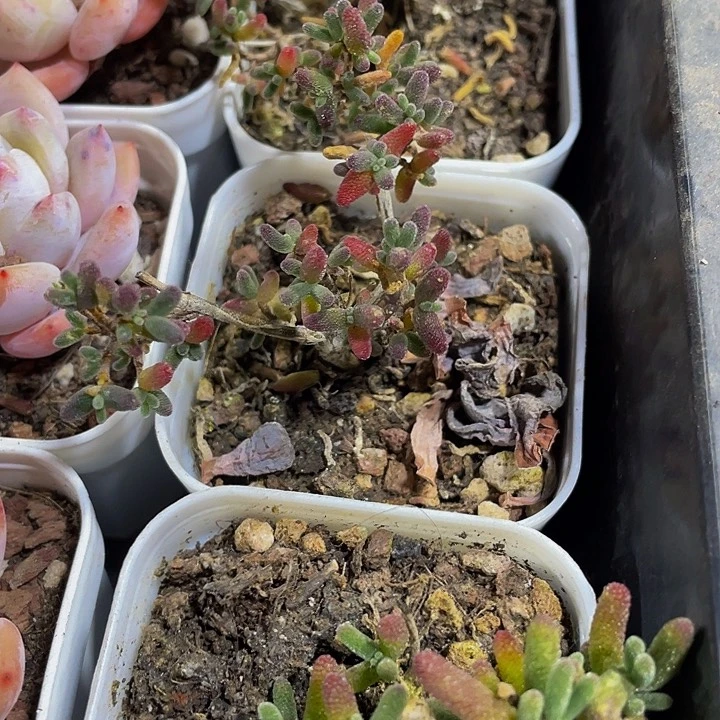 彩色糖球2.8带盆