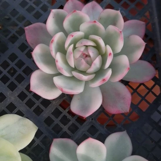 粉水晶白覆轮锦砍头