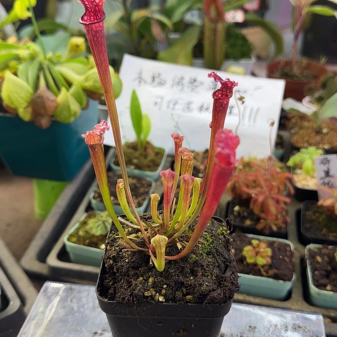 完全开放SL7瓶子草