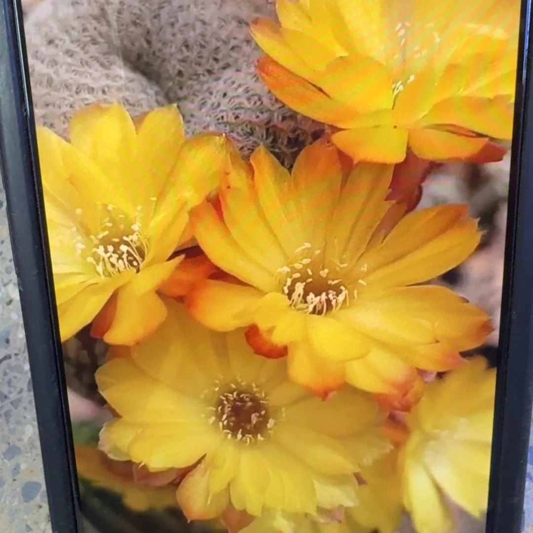 9黄花勾宝歪3公分左右小无根侧牙，20包邮