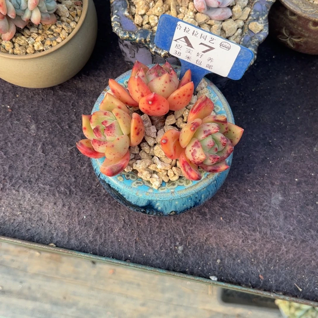 华*多肉植物1111111